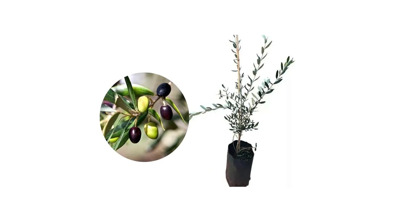 Melhor Frutífera para Vaso: 8 Opções Produtivas e Adaptáveis