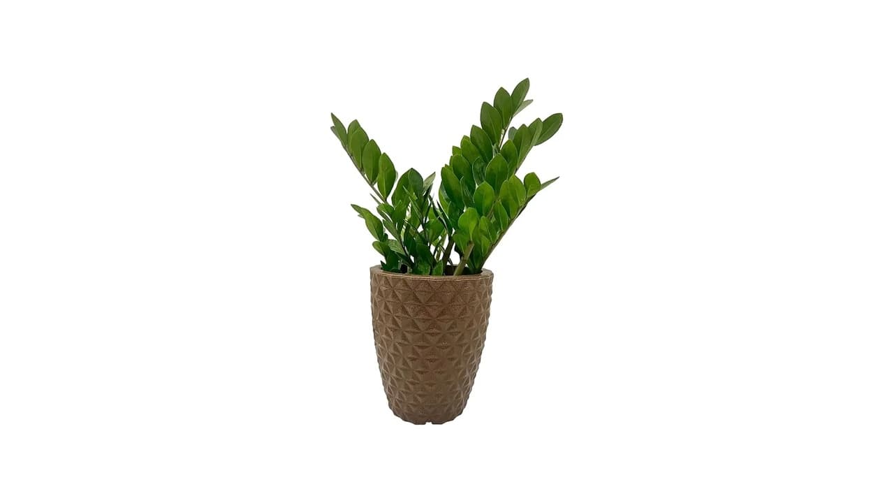 Melhor Vaso para Zamioculca: Top 8 Modelos Estilosos e Duráveis
