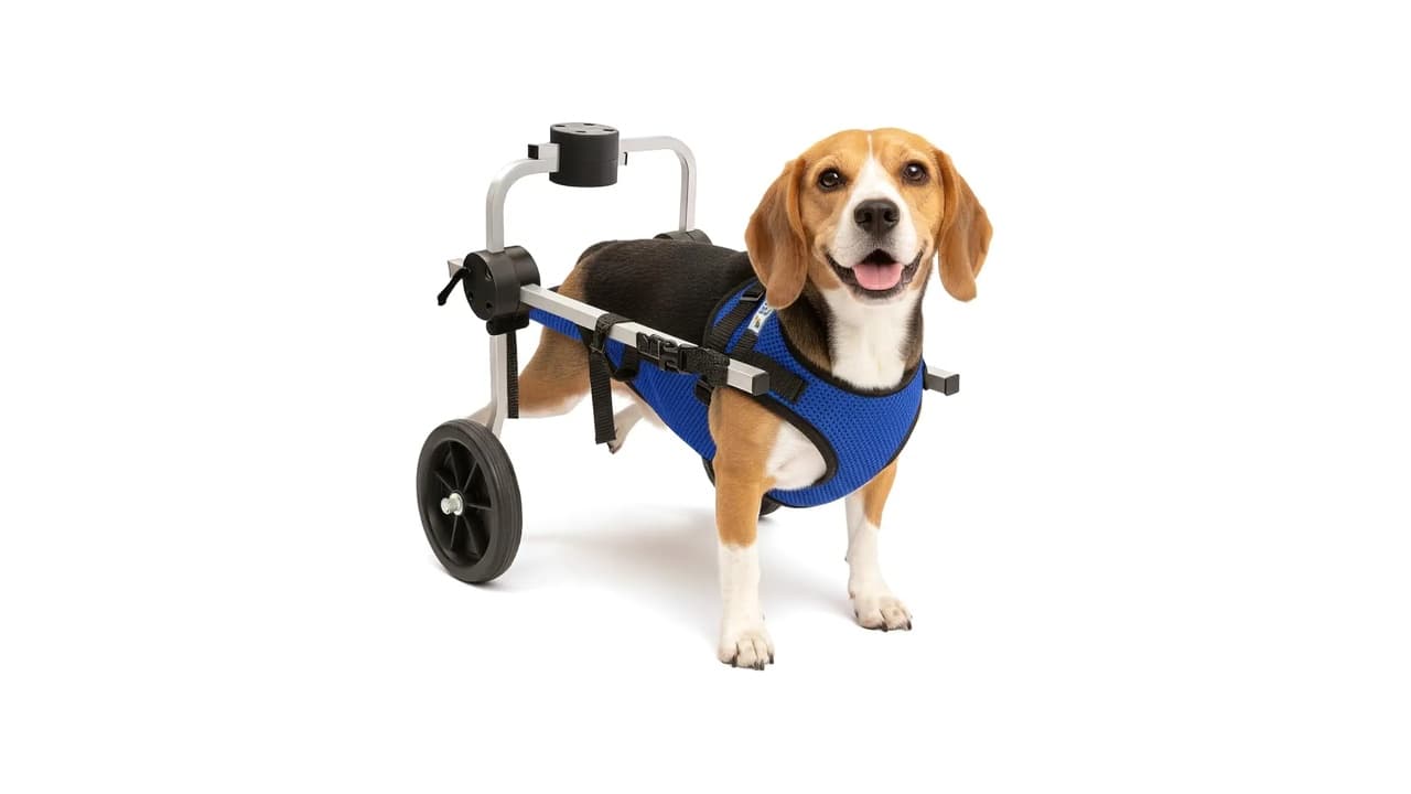 Melhor Cadeira de Rodas para Cachorro: Proteja e Mobilize