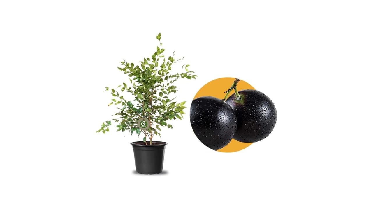 Melhor Muda de Plantas: 12 Opções para Vasos, Frutas e Perfumes