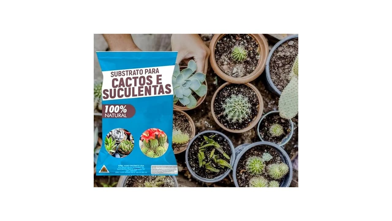 Melhor Solo para Suculentas: Top 7 Opções com Drenagem Perfeita