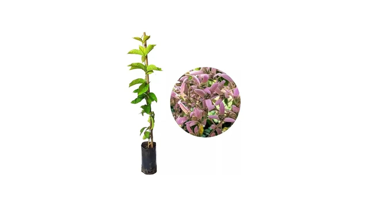 Melhor Trepadeira para Pergolado: 5 Opções Naturais e Artificiais para Seu Jardim